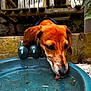 Nova joined the competition — help win amazing prizes! dog, water, outdoor, bench, wooden, pet, animal, tongue, drinking, basin, leaf, nature, fur, closeup, curious, garden, brown, canine, daylight, tongue_out