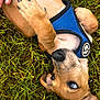 Nova is registered to the contest to win money with this photo: puppy, dog, grass, blue_harness, pet, playful, fur, claws, animal, outdoor, close_up, cute, young_dog, hand, belly, ears, nose, eyes, paw, nature