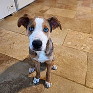 Baiko a rejoint le concours — aidez-le/la à gagner de superbes lots ! animal, blue_eyes, brown_fur, canine, curious, cute, dog, domestic_animal, ears, floor, indoor, kitchen, looking_up, pet, puppy, sitting, snout, tile_floor, white_fur, young_dog