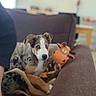 Baiko participe au concours pour gagner de l'argent avec cette photo : animal, blue_eyes, brown, companion, couch, cozy, curious, cute, dog, domestic, furniture, indoor, lying_down, mammal, pet, plush_toy, puppy, relaxed, toy, young_dog