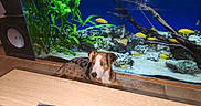 Baiko a rejoint le concours — aidez-le/la à gagner de superbes lots ! animal, aquarium, aquatic_plants, blue_eyes, curious, decor, dog, fish, glass_tank, home, indoor, living_room, pet, plants, rocks, table, tank, water, wooden_table, yellow_fish