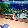animal, aquarium, aquatic_plants, blue_eyes, curious, decor, dog, fish, glass_tank, home, indoor, living_room, pet, plants, rocks, table, tank, water, wooden_table, yellow_fish