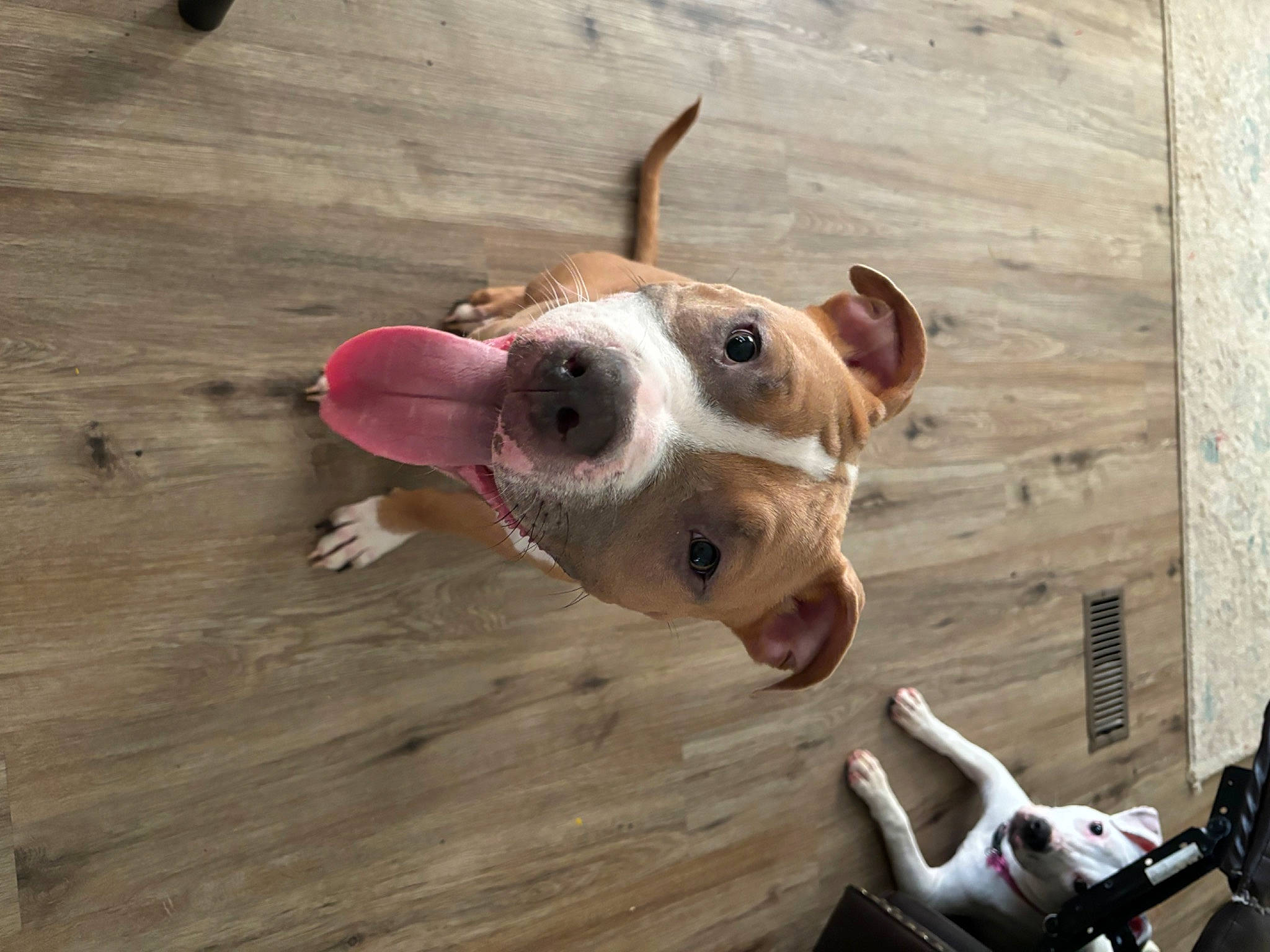 Loki is registered to the contest to win money with this photo: adventure, carnivore, collar, companion_dog, dog, dog_breed, dog_clothes, dog_collar, dog_supply, eyewear, fashion_accessory, fawn, flooring, hardwood, leash, snout, toy, whiskers, wood, working_animal