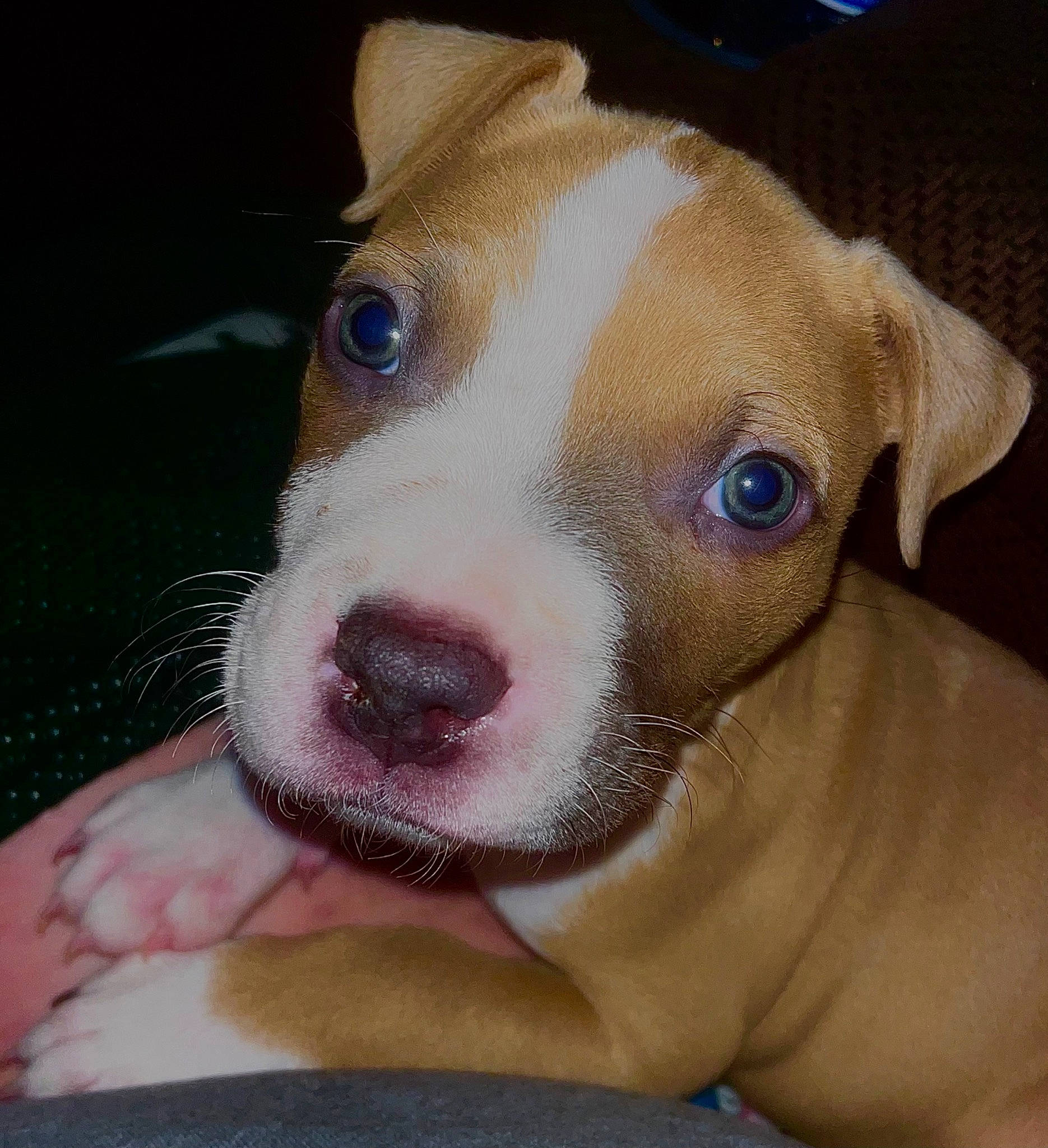 Loki is registered to the contest to win money with this photo: canidae, carnivore, collar, companion_dog, dog, dog_breed, dog_collar, ear, eye, fawn, flesh, no_expression, non_sporting_group, selfie, snout, sporting_group, terrestrial_animal, whiskers, working_animal