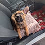 Venom a rejoint le concours — aidez-le/la à gagner de superbes lots ! animal, blanket, brown, car, car_door, cozy, curious, cute, dog, domestic_animal, ears, floor, inside, looking_up, pet, pet_bed, playful, puppy, seat, young