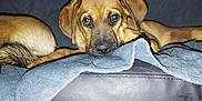 Venom a rejoint le concours — aidez-le/la à gagner de superbes lots ! animal, blanket, blue_blanket, brown_dog, companion, couch, cute, dog, domestic_animal, ears, fur, home, indoor, leather_couch, looking_at_camera, pet, relaxed, resting, snout, tail
