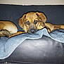 animal, blanket, blue_blanket, brown_dog, companion, couch, cute, dog, domestic_animal, ears, fur, home, indoor, leather_couch, looking_at_camera, pet, relaxed, resting, snout, tail