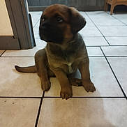 Venom a rejoint le concours — aidez-le/la à gagner de superbes lots ! animal, brown_fur, canine, cute, dog, domestic_animal, ears, floor, fur, indoor, looking_away, paw, pet, puppy, sitting, small, tail, tile_floor, young, young_dog