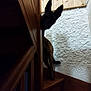 abyssinian, animal, architecture, blackcat, building, canine, cat, dog, handrail, hardwood, house, housing, indoors, interiordesign, kitten, pet, plywood, siamese, staircase, wood