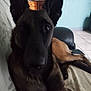 Xena participe au concours pour gagner de l'argent avec cette photo : animal, armchair, canine, chair, couch, dog, furniture, germanshepherd, hound, person, pet, policedog, puppy