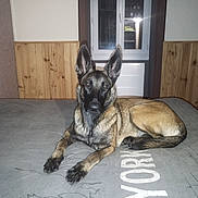 Xena a rejoint le concours — aidez-le/la à gagner de superbes lots ! animal, canine, dog, door, germanshepherd, greatdane, hardwood, indoors, interiordesign, pet, policedog, puppy, wood