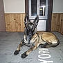 Xena participe au concours pour gagner de l'argent avec cette photo : animal, canine, dog, door, germanshepherd, greatdane, hardwood, indoors, interiordesign, pet, policedog, puppy, wood
