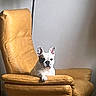 Booba participe au concours pour gagner de l'argent avec cette photo : dog, french_bulldog, armchair, leather, yellow, pet, indoor, furniture, relaxed, canine, animal, cute, domestic, resting, single_dog, portrait, minimalist, lamp, home, cozy