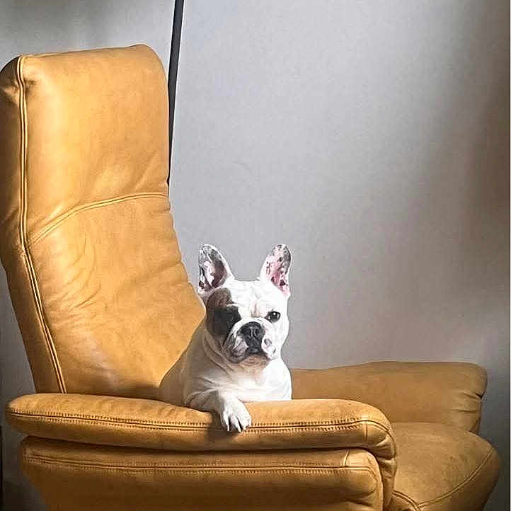 Booba participe au concours pour gagner de l'argent avec cette photo : dog, french_bulldog, armchair, leather, yellow, pet, indoor, furniture, relaxed, canine, animal, cute, domestic, resting, single_dog, portrait, minimalist, lamp, home, cozy