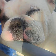 Booba participe au concours pour gagner de l'argent avec cette photo : dog, bulldog, sleeping, closeup, face, nose, outdoor, sunlight, wrinkles, white_fur, pet, resting, animal, soft_light, blurred_background, peaceful, cute, portrait, snout, relaxed