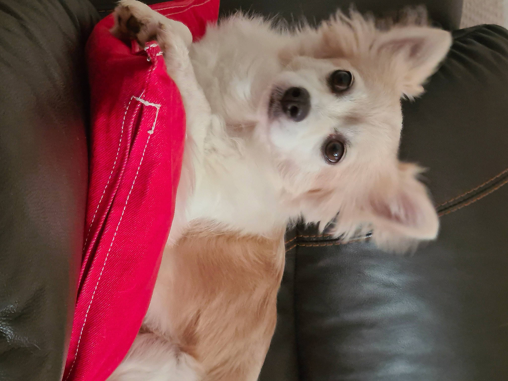 Maya participe au concours pour gagner de l'argent avec cette photo : canidae, carnivore, companion_dog, dog, dog_breed, dog_supply, fawn, fur, non_sporting_group, snout, spitz, sporting_group, toy_dog, volpino_italiano, whiskers, working_animal