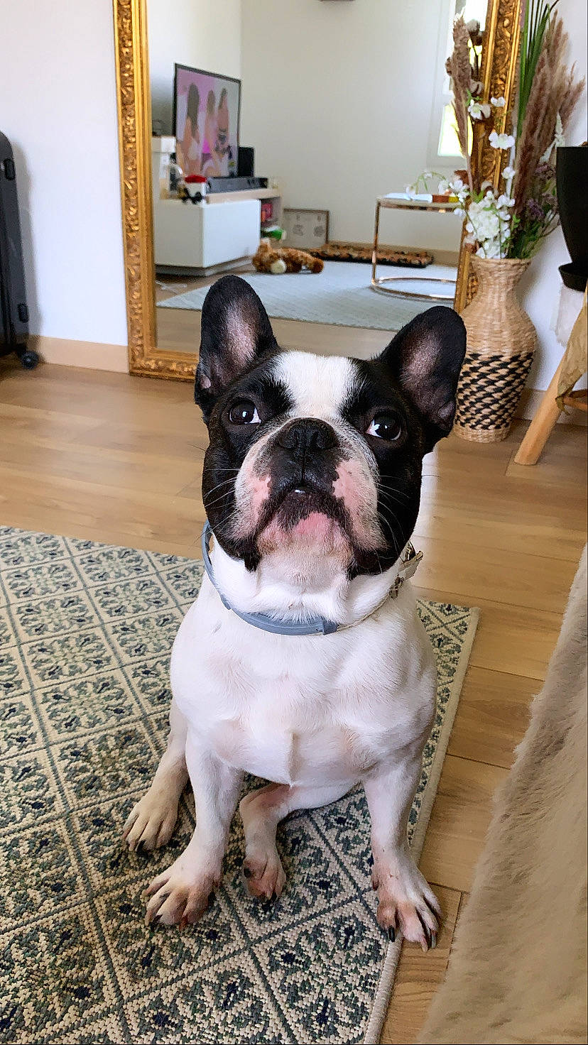 Marley a rejoint le concours — aidez-le/la à gagner de superbes lots ! boston_terrier, bulldog, cabinetry, canidae, carnivore, companion_dog, dog, dog_breed, fawn, flooring, french_bulldog, hardwood, houseplant, refrigerator, room, snout, sporting_group, whiskers, wood, working_animal