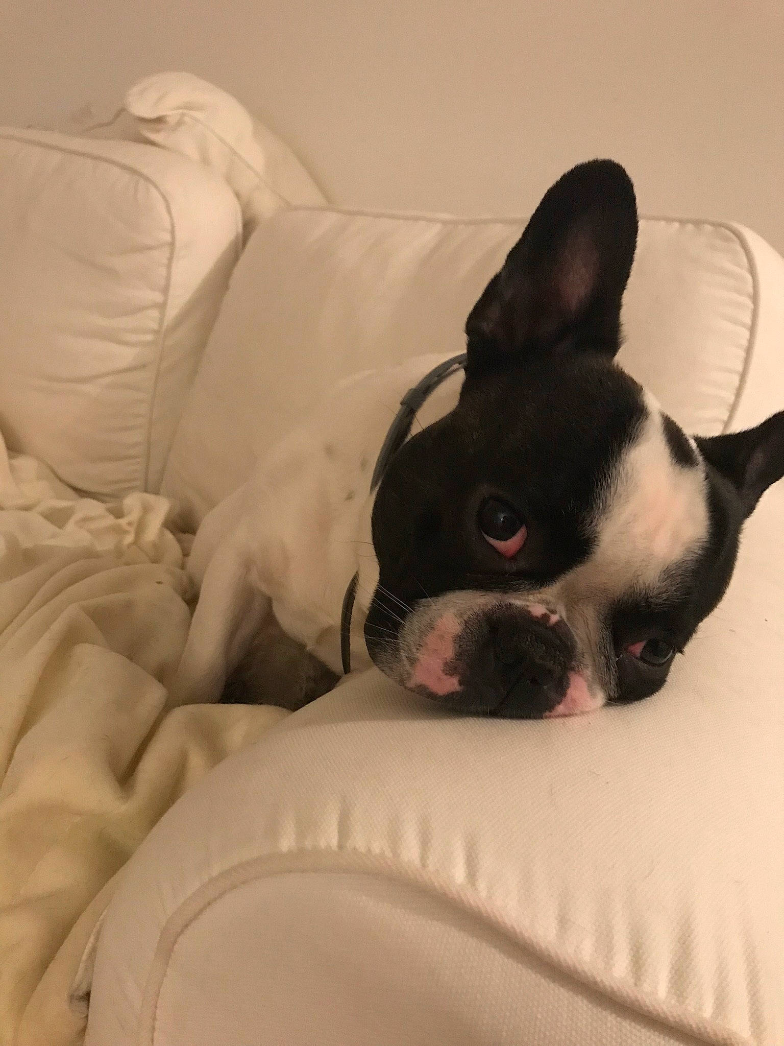 Marley a rejoint le concours — aidez-le/la à gagner de superbes lots ! boston_terrier, bulldog, canidae, carmine, carnivore, comfort, companion_dog, dog, dog_breed, ear, fawn, french_bulldog, head, non_sporting_group, snout, sporting_group, terrestrial_animal, toy_dog, whiskers, working_animal
