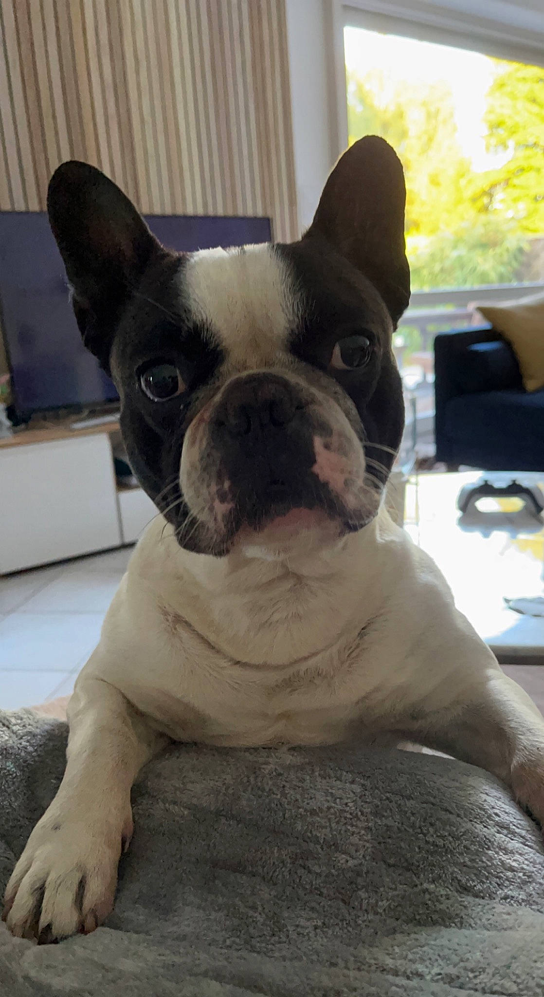 Marley participe au concours pour gagner de l'argent avec cette photo : bulldog, canidae, carnivore, chair, comfort, companion_dog, dog, dog_breed, ear, fawn, french_bulldog, mammal, non_sporting_group, snout, sporting_group, terrestrial_animal, toy_dog, whiskers, working_animal, yellow