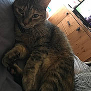 Chipie a rejoint le concours — aidez-le/la à gagner de superbes lots ! aegean_cat, california_spangled, cat, cat_like_mammal, domestic_short_haired_cat, dragon_li, european_shorthair, fauna, fur, kitten, pixie_bob, small_to_medium_sized_cats, tabby_cat, whiskers