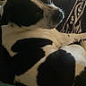 dog, black_and_white, couch, pillows, indoor, television, relaxing, pet, fur, resting, home, comfort, animal, spot, side_view, living_room, pattern, canine, domestic, leisure