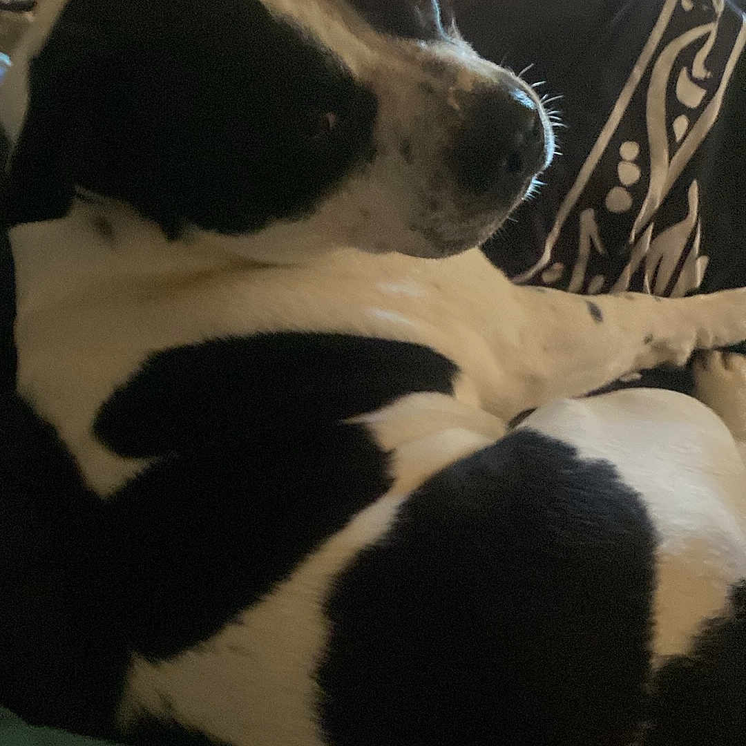 Porkchop joined the competition — help win amazing prizes! dog, black_and_white, couch, pillows, indoor, television, relaxing, pet, fur, resting, home, comfort, animal, spot, side_view, living_room, pattern, canine, domestic, leisure