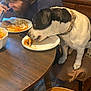 Porkchop Bishop joined the competition — help win amazing prizes! beard, black_spots, brown_furniture, casual, chair, collar, dining, dog, eating, food, fork, home, indoor, kitchen, meal, person, plate, table, white_dog, wooden_table