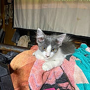 Asteroid joined the competition — help win amazing prizes! kitten, cat, gray_and_white, towel, indoor, cozy, curious, relaxed, pile, fabric, projector_screen, cluttered, yellow_eyes, small_animal, pet, fur, resting, closeup, domestic, animal