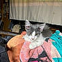 animal, cat, closeup, cluttered, cozy, curious, domestic, fabric, fur, gray_and_white, indoor, kitten, pet, pile, projector_screen, relaxed, resting, small_animal, towel, yellow_eyes