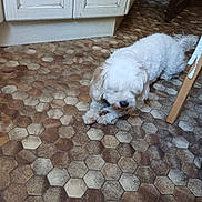 Lisye a rejoint le concours — aidez-le/la à gagner de superbes lots ! dog, white_dog, pet, indoor, floor, hexagonal_tiles, kitchen, cabinet, wooden_chair, chewing, fur, small_object, cozy, home, animal, paw, curly_fur, brown, lying, flooring