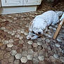 dog, white_dog, pet, indoor, floor, hexagonal_tiles, kitchen, cabinet, wooden_chair, chewing, fur, small_object, cozy, home, animal, paw, curly_fur, brown, lying, flooring