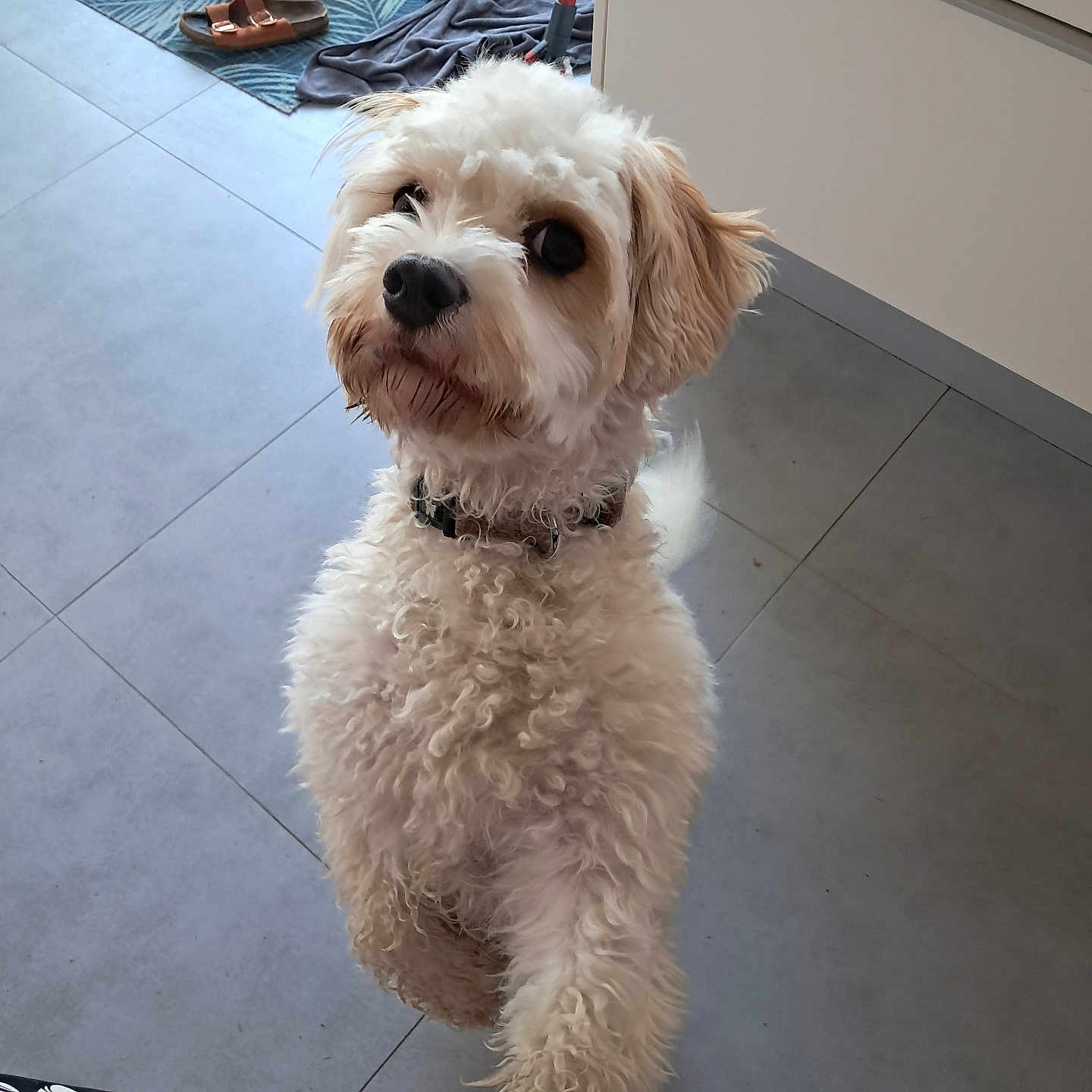 Lisye a rejoint le concours — aidez-le/la à gagner de superbes lots ! animal, collar, companion, curious, curly_fur, cute, dog, domestic, floor, furniture, home, indoor, looking_up, mat, mop, pet, sandals, standing_up, tiled_floor, white_dog