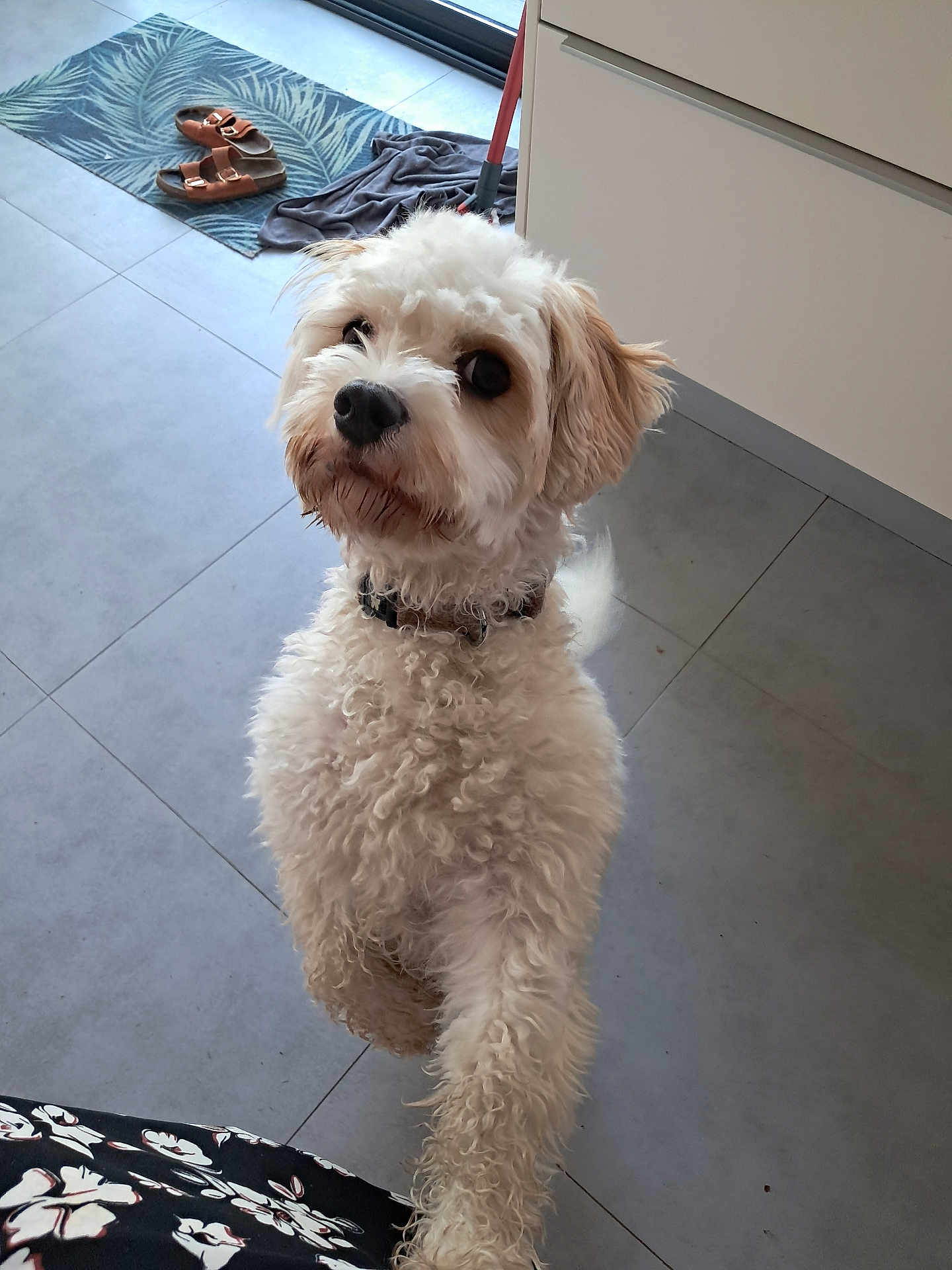 Lisye a rejoint le concours — aidez-le/la à gagner de superbes lots ! dog, white_dog, curly_fur, pet, indoor, tiled_floor, mat, sandals, mop, collar, looking_up, cute, curious, animal, companion, furniture, home, floor, domestic, standing_up