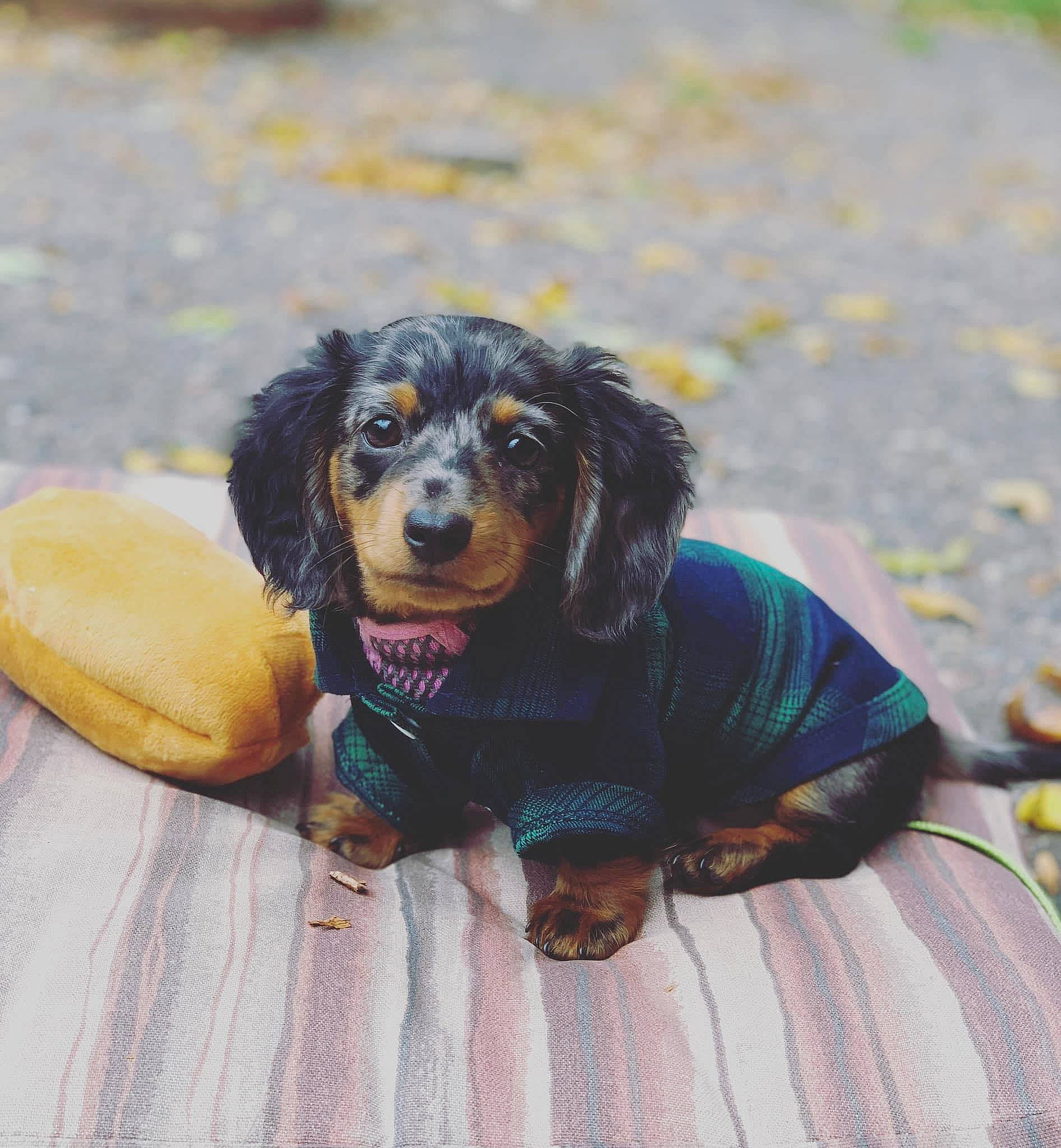 Frankie is registered to the contest to win money with this photo: canidae, carnivore, companion_dog, dachshund, dog, dog_breed, gordon_setter, mammal, puppy, rare_breed_dog, spaniel, sporting_group