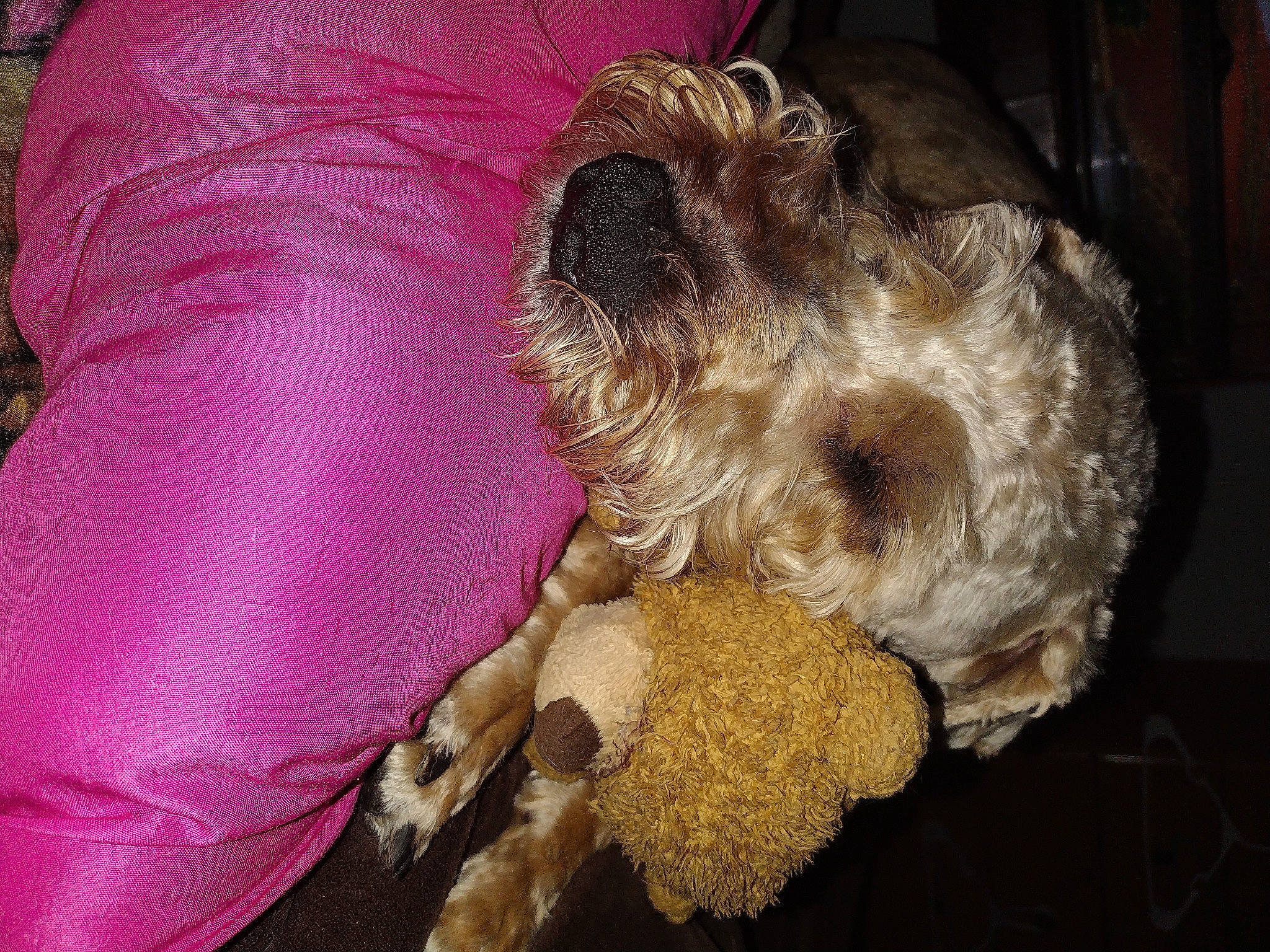 Maisy joined the competition — help win amazing prizes! canidae, carnivore, cockapoo, companion_dog, dog, dog_breed, dog_supply, fawn, fur, liver, pet_supply, schnauzer, small_terrier, snout, sporting_group, terrier, toy_dog, water_dog, working_animal, yorkipoo