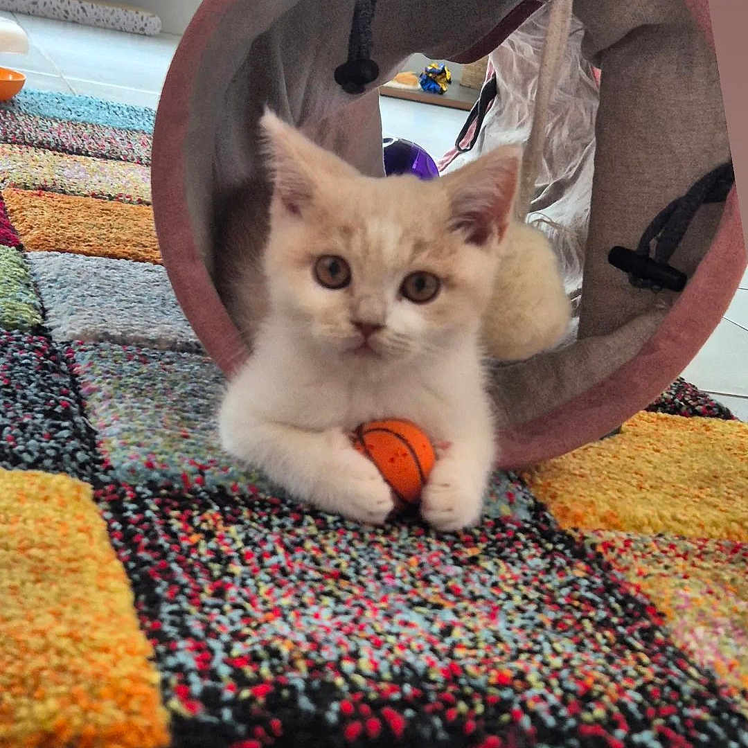 Zig Zag participe au concours pour gagner de l'argent avec cette photo : animal, architecture, basket, building, cat, cushion, face, head, homedecor, indoors, kitten, manx, outdoors, person, pet, photography, portrait, quilt, shelter, siamese