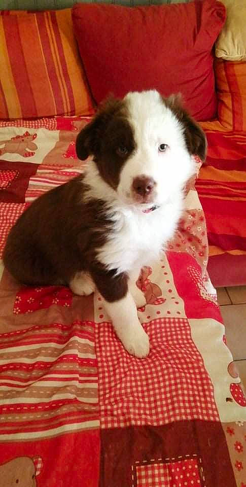 Saiko a rejoint le concours — aidez-le/la à gagner de superbes lots ! bored, canidae, carnivore, comfort, companion_dog, couch, dog, dog_breed, flooring, fur, hardwood, herding_dog, non_sporting_group, puppy, snout, sporting_group, terrestrial_animal, whiskers, working_animal, working_dog