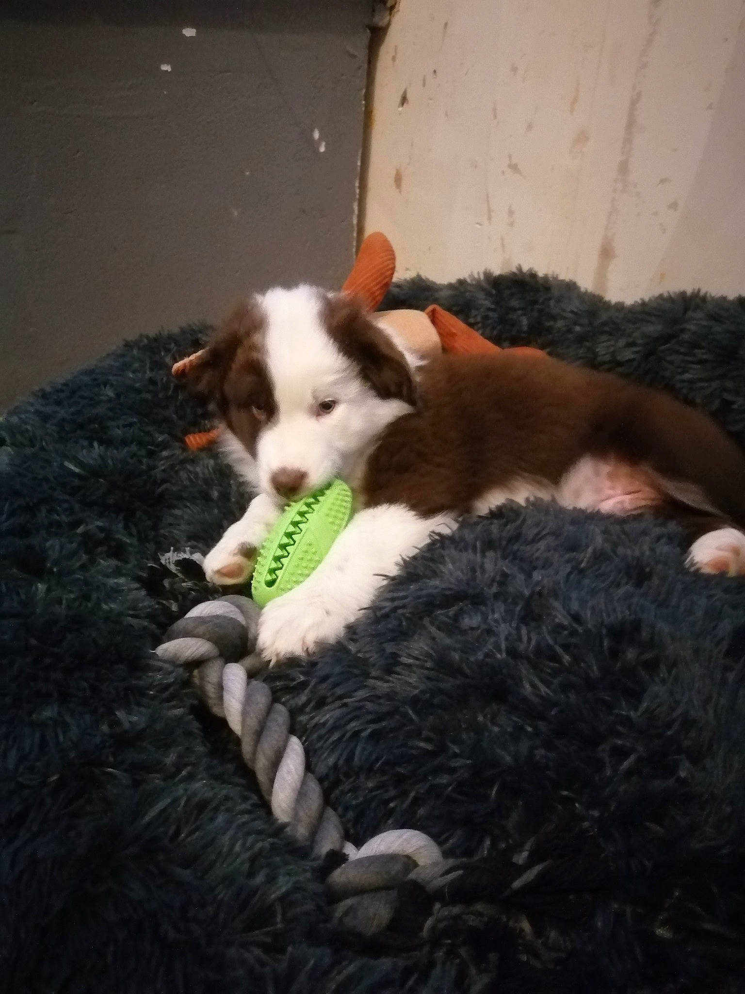 Saiko participe au concours pour gagner de l'argent avec cette photo : borzoi, carnivore, comfort, companion_dog, dog, dog_breed, felidae, fur, grass, herding_dog, mammal, mcnab, sighthound, silken_windhound, small_to_medium_sized_cats, sporting_group, tail, vertebrate, whiskers, working_animal