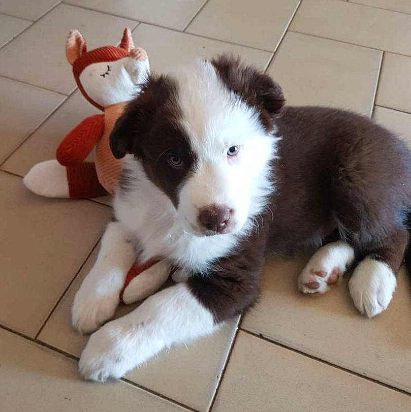 Saiko participe au concours pour gagner de l'argent avec cette photo : bored, canidae, carnivore, companion_dog, dog, dog_breed, dog_supply, flooring, fur, hardwood, herding_dog, non_sporting_group, paw, puppy, tail, terrestrial_animal, toy_dog, whiskers, working_animal, working_dog