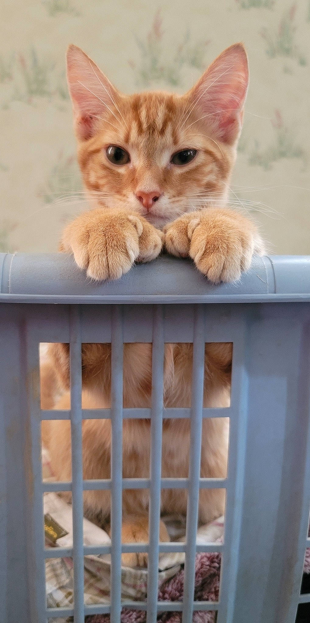 Mufasa is registered to the contest to win money with this photo: animal_shelter, carnivore, cat, cat_supply, claw, domestic_short_haired_cat, fawn, felidae, fence, fur, paw, pet_supply, shelf, shelving, small_to_medium_sized_cats, snout, tail, whiskers, window, wood