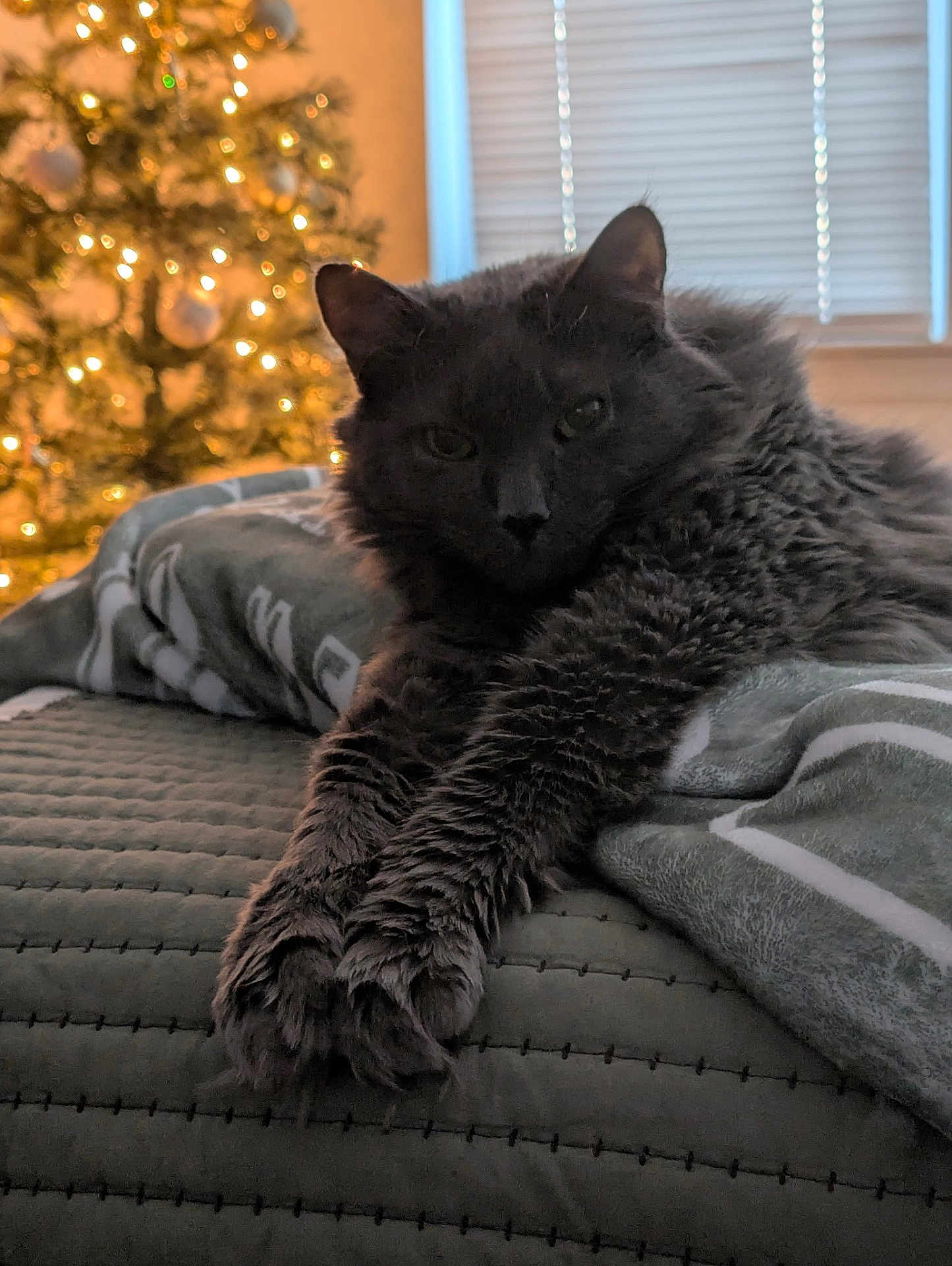 Bubby joined the competition — help win amazing prizes! animal, bed, blanket, cat, christmas_tree, cozy, cute, domestic_animal, feline, fluffy, gray_cat, holiday, indoor, lights, pet, relaxed, resting, soft_lighting, warm, window_blinds