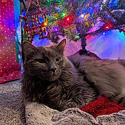 Bubby joined the competition — help win amazing prizes! animal, blanket, carpet, cat, christmas, christmas_tree, colorful_lights, cozy, festive, fluffy_cat, fur, gray_cat, holiday_decor, holiday_lights, hope_sign, indoors, ornament, pet, relaxed, resting