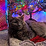 animal, blanket, carpet, cat, christmas, christmas_tree, colorful_lights, cozy, festive, fluffy_cat, fur, gray_cat, holiday_decor, holiday_lights, hope_sign, indoors, ornament, pet, relaxed, resting