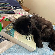 Gracie is registered to the contest to win money with this photo: cat, black_cat, sleeping, book, bed, notebooks, pens, cozy, indoor, furry, resting, domestic_animal, cute, fluffy, animal, relaxation, writing_tools, furniture, soft, peaceful