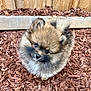 Loki is registered to the contest to win money with this photo: puppy, dog, pomeranian, fluffy, cute, outdoor, wood_chips, pet, curious, small_dog, fur, animal, canine, fence, brown, adorable, looking_up, young_dog, nature, portrait