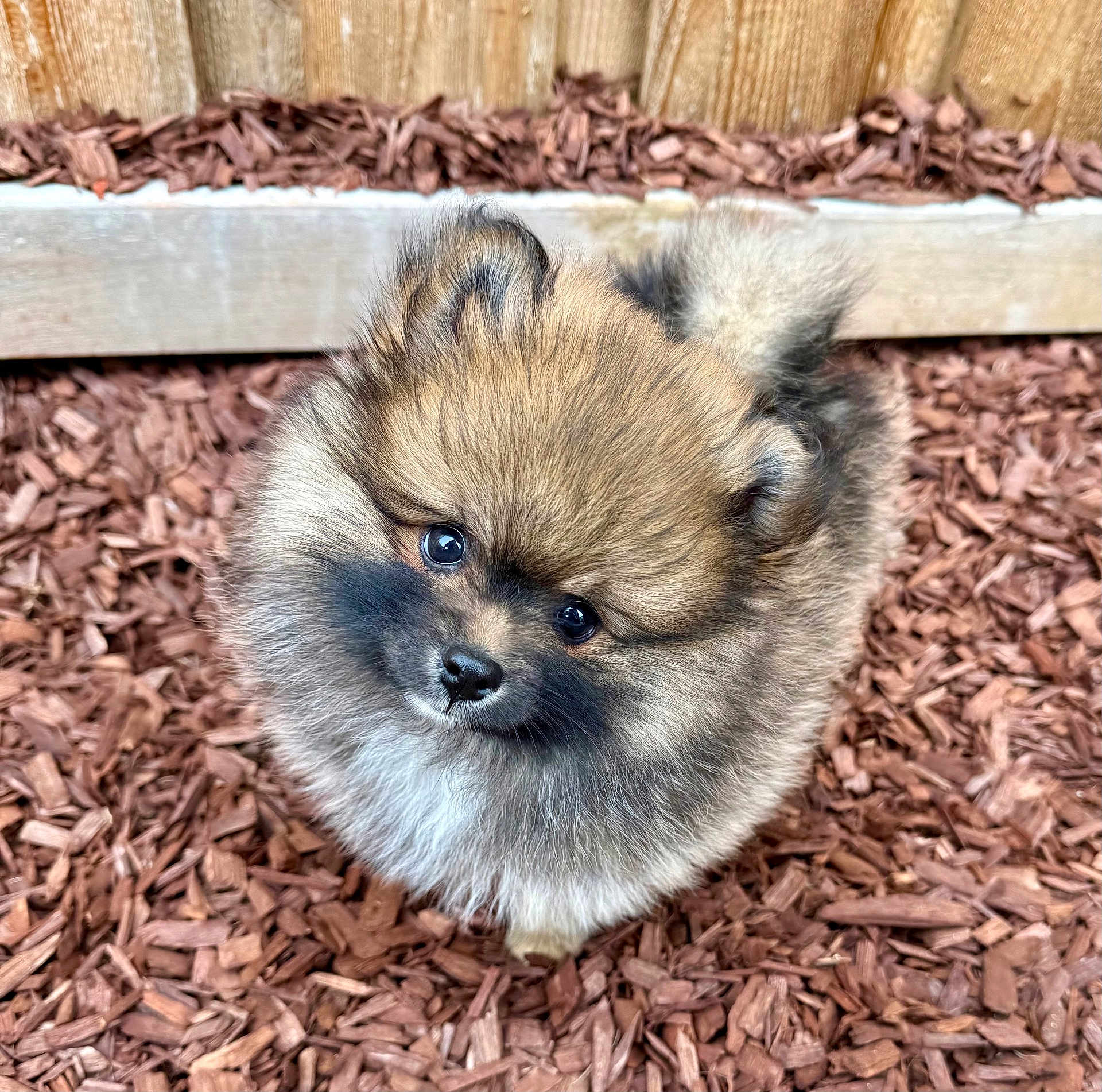 Loki is registered to the contest to win money with this photo: puppy, dog, pomeranian, fluffy, cute, outdoor, wood_chips, pet, curious, small_dog, fur, animal, canine, fence, brown, adorable, looking_up, young_dog, nature, portrait