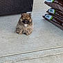 Loki is registered to the contest to win money with this photo: puppy, dog, fluffy, brown, concrete, outdoor, mulch_bags, wicker_table, small, sitting, pets, cute, fur, animal, garden, floor, expression, guard, tiny, companion
