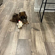 Loki joined the competition — help win amazing prizes! puppy, dog, toy, plush_toy, chicken_toy, flooring, wood_floor, indoor, home, pet, small_dog, brown_dog, furniture, chair, kitchen, cabinet, cute, animal, laying_down, pet_toy