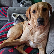 Roxy joined the competition — help win amazing prizes! dog, labrador, pet, indoor, couch, blanket, living_room, furniture, cozy, relaxed, canine, animal, companion, home, comfort, striped_blanket, pillow, fur, resting, domestic
