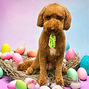 Ginger is registered to the contest to win money with this photo: dog, brown_dog, tie, easter_eggs, nest, pastel_background, colorful_eggs, cute, fluffy, pet, studio_photo, spring_theme, animal, indoor, portrait, decorative, soft_lighting, holiday, festive, sitting